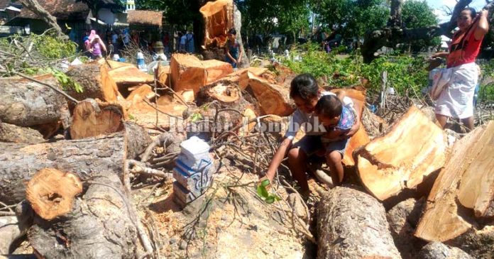Pohon Kuburan Ditebang, Warga Rusak Kantor Desa Tanjung Luar