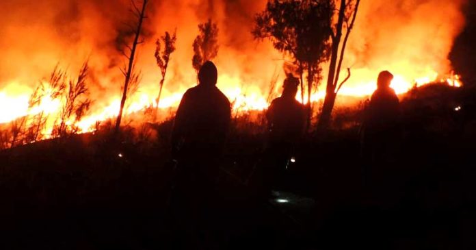 61 Hektare Lahan Gunung Rinjani Terbakar