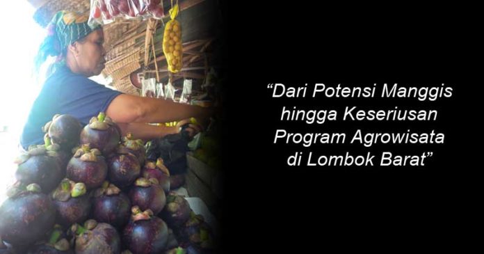 Dari Potensi Manggis hingga Keseriusan Program Agrowisata di Lombok Barat