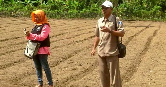 Upaya Distanak Lombok Tengah Memanfaatkan Lahan Terbengkalai