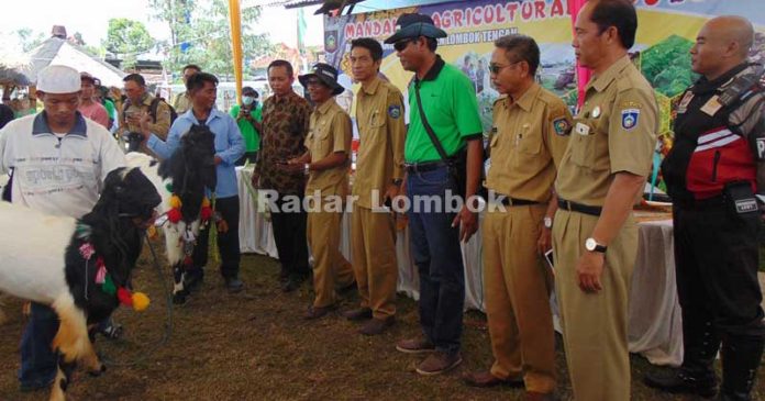Ratusan Sapi dan Kambing Ikut Kontes Memeriahkan HUT Lombok Tengah
