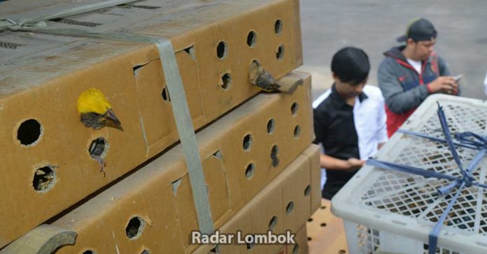 Polisi Gagalkan Pengiriman Ribuan Ekor Burung