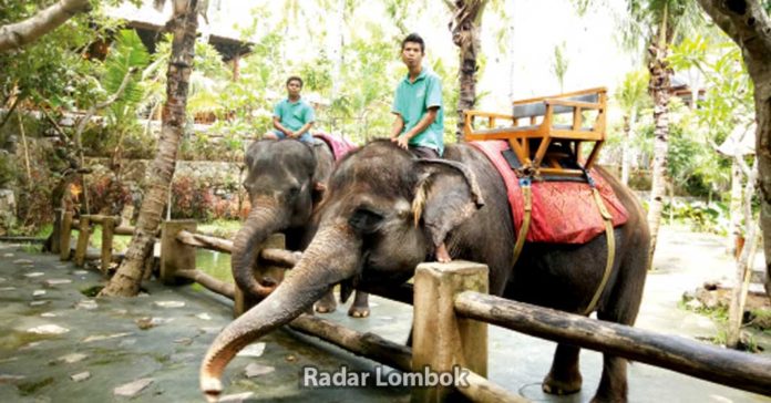 Penyebab Kematian Gajah Elephant Park