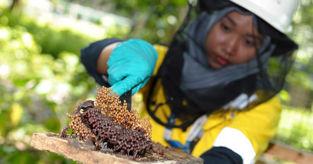 Pemanenan Sarang Lebah