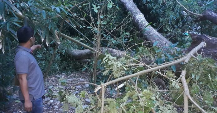 LOKASI : Inilah lokasi penebang pohon tewas di Desa Suradadi Kecamatan Terara.