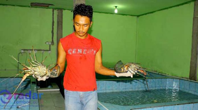 PELUANG EKSPOR: Kedutaan Besar Republik Indonesi untuk Vietnam siap membantu petani dan pengusaha lobster di NTB mencari peluang ekspor benih lobster ke Vietnam. (dok/)