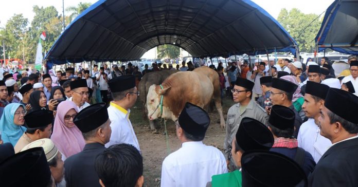 HEWAN QURBAN : Idul Adha tahun lalu, sapi seberat 1,3 ton disumbangkan oleh Presiden RI Joko Widodo untuk NTB. (AZWAR ZAMHURI/RADAR LOMBOK )