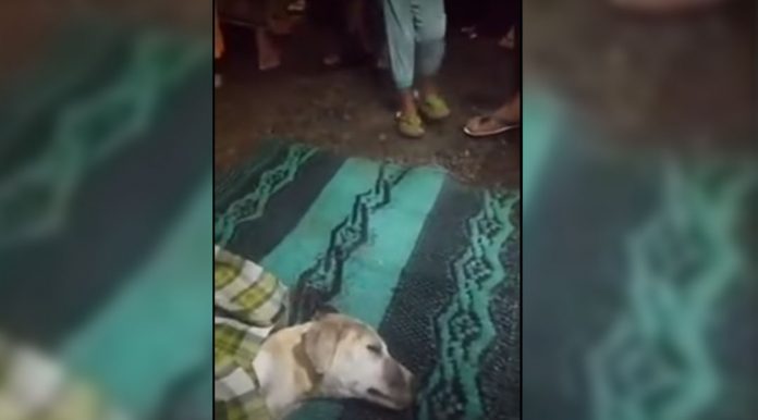 HOAX : Video seekor anjing yang disebut-sebut jelmaan pelajar SMP di Lombok Tengah. Polisi menyebut video ini hoax.